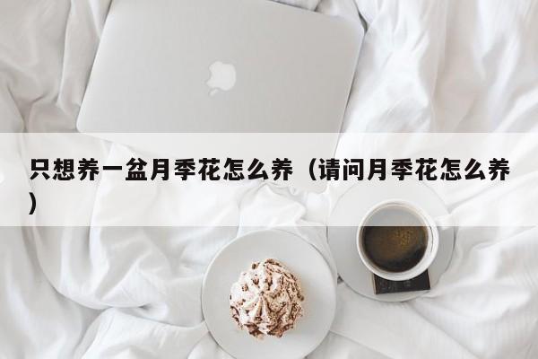 只想养一盆月季花怎么养（请问月季花怎么养）