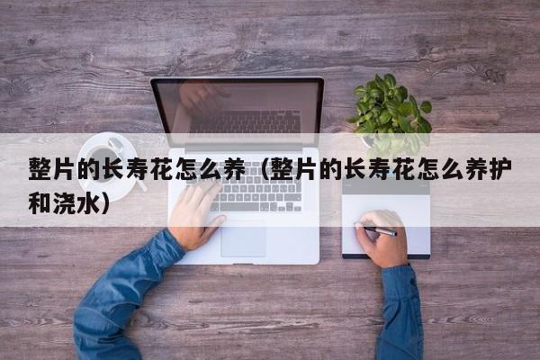 整片的长寿花怎么养（整片的长寿花怎么养护和浇水）