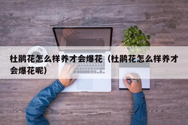 杜鹃花怎么样养才会爆花（杜鹃花怎么样养才会爆花呢）