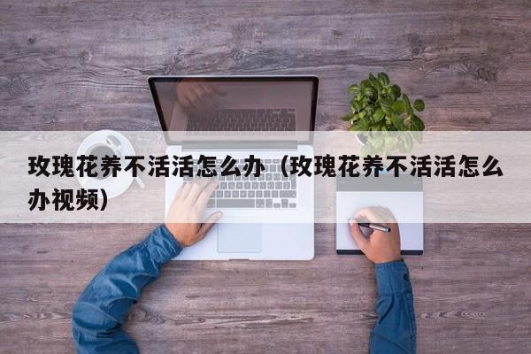玫瑰花养不活活怎么办（玫瑰花养不活活怎么办视频）