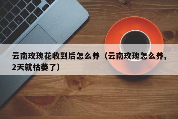 云南玫瑰花收到后怎么养（云南玫瑰怎么养,2天就枯萎了）