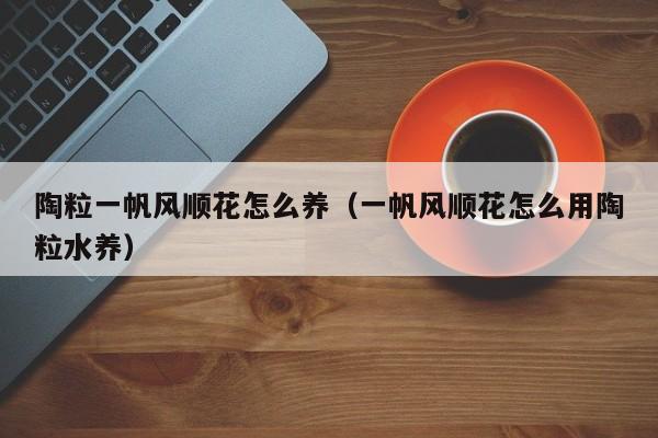 陶粒一帆风顺花怎么养（一帆风顺花怎么用陶粒水养）