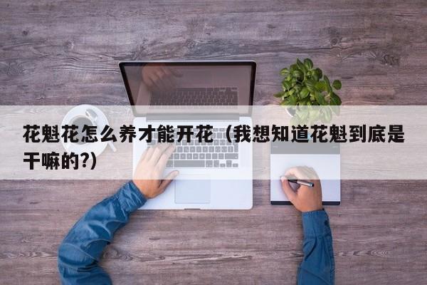 花魁花怎么养才能开花（我想知道花魁到底是干嘛的?）
