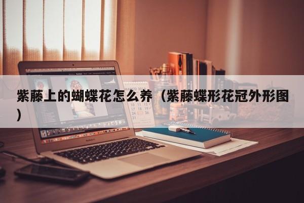 紫藤上的蝴蝶花怎么养（紫藤蝶形花冠外形图）