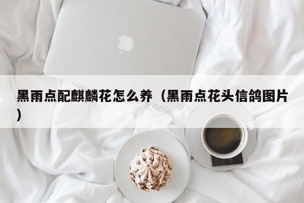 黑雨点配麒麟花怎么养（黑雨点花头信鸽图片）