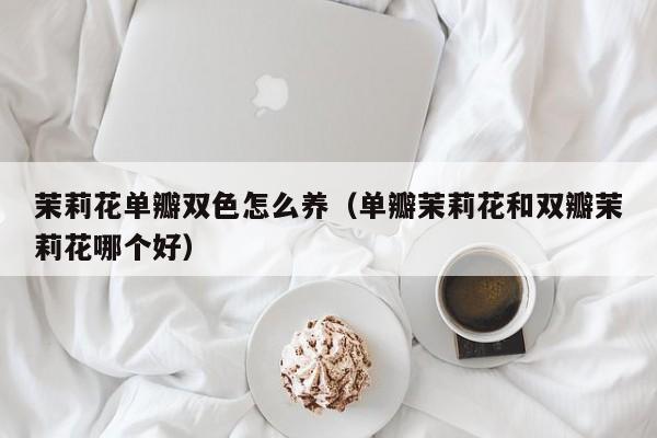 茉莉花单瓣双色怎么养（单瓣茉莉花和双瓣茉莉花哪个好）