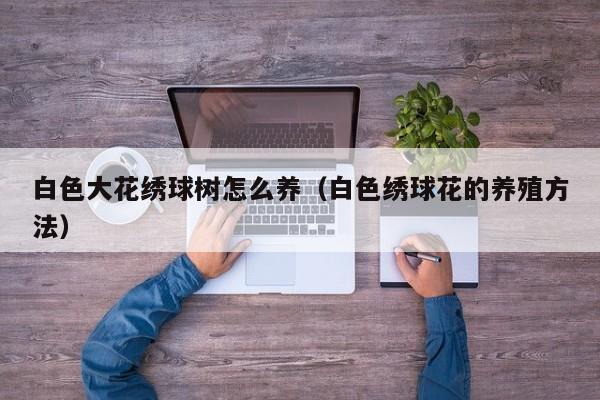 白色大花绣球树怎么养（白色绣球花的养殖方法）