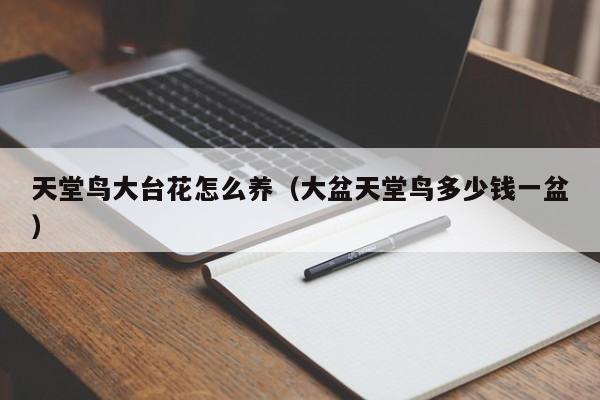 天堂鸟大台花怎么养（大盆天堂鸟多少钱一盆）