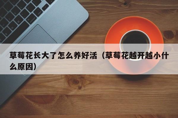 草莓花长大了怎么养好活（草莓花越开越小什么原因）