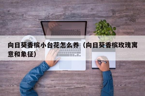 向日葵香槟小台花怎么养（向日葵香槟玫瑰寓意和象征）