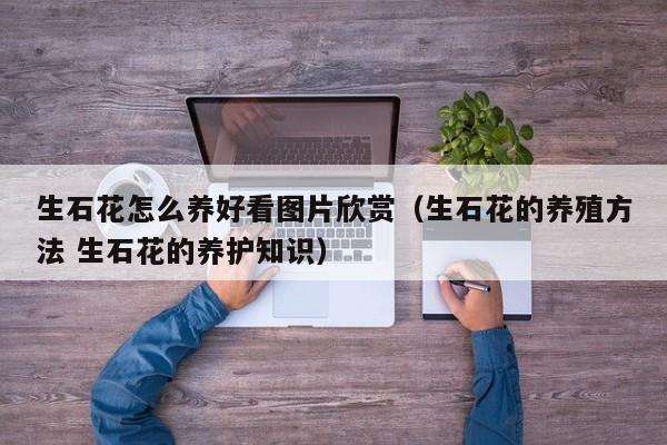 生石花怎么养好看图片欣赏（生石花的养殖方法 生石花的养护知识）