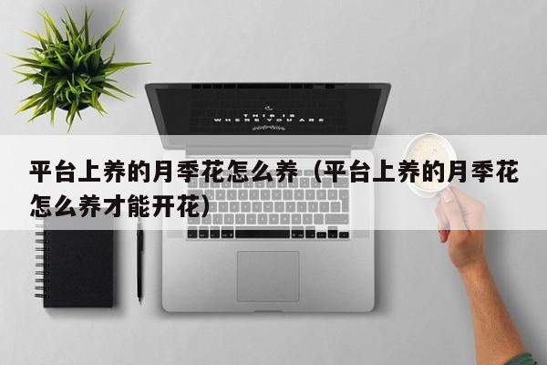 平台上养的月季花怎么养（平台上养的月季花怎么养才能开花）