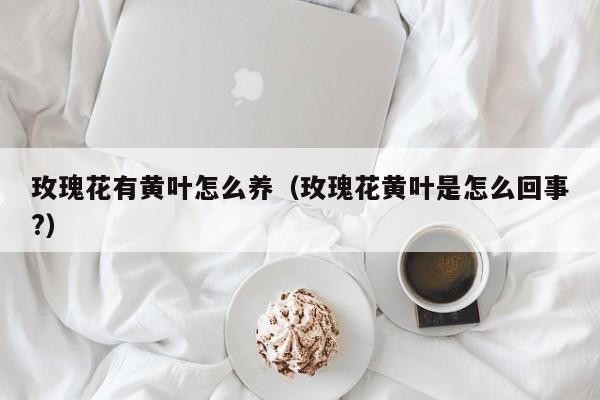 玫瑰花有黄叶怎么养（玫瑰花黄叶是怎么回事?）