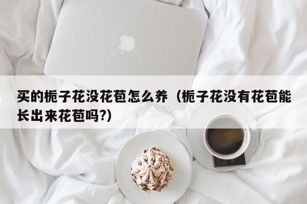 买的栀子花没花苞怎么养（栀子花没有花苞能长出来花苞吗?）