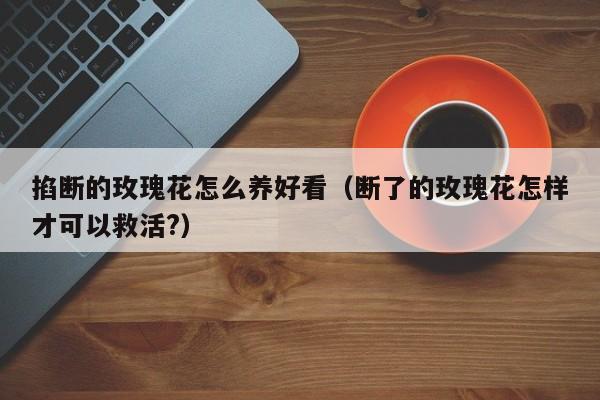 掐断的玫瑰花怎么养好看（断了的玫瑰花怎样才可以救活?）