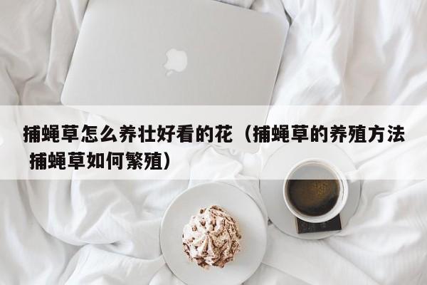 捕蝇草怎么养壮好看的花（捕蝇草的养殖方法 捕蝇草如何繁殖）