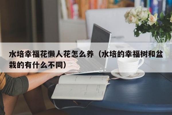水培幸福花懒人花怎么养（水培的幸福树和盆栽的有什么不同）