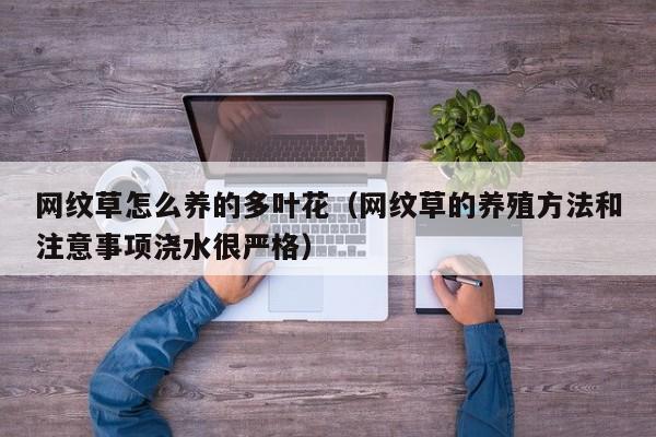 网纹草怎么养的多叶花（网纹草的养殖方法和注意事项浇水很严格）