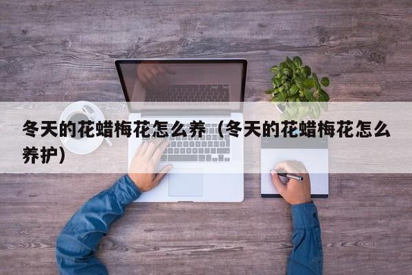 冬天的花蜡梅花怎么养（冬天的花蜡梅花怎么养护）