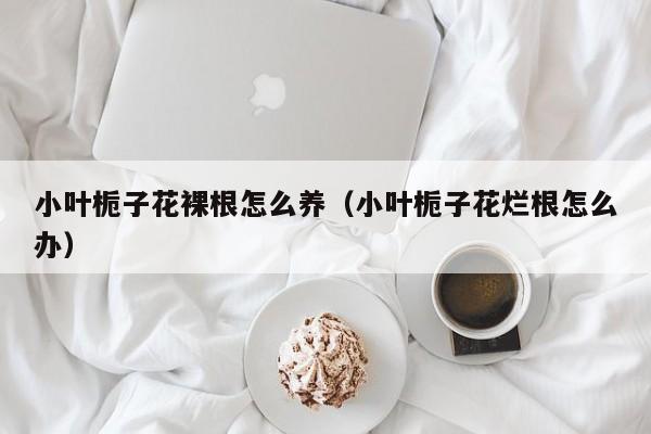 小叶栀子花裸根怎么养（小叶栀子花烂根怎么办）