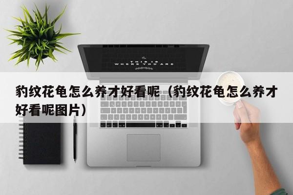 豹纹花龟怎么养才好看呢（豹纹花龟怎么养才好看呢图片）