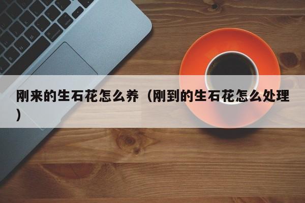 刚来的生石花怎么养（刚到的生石花怎么处理）
