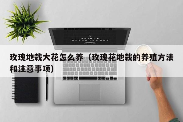 玫瑰地栽大花怎么养（玫瑰花地栽的养殖方法和注意事项）