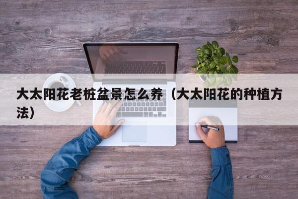 大太阳花老桩盆景怎么养（大太阳花的种植方法）