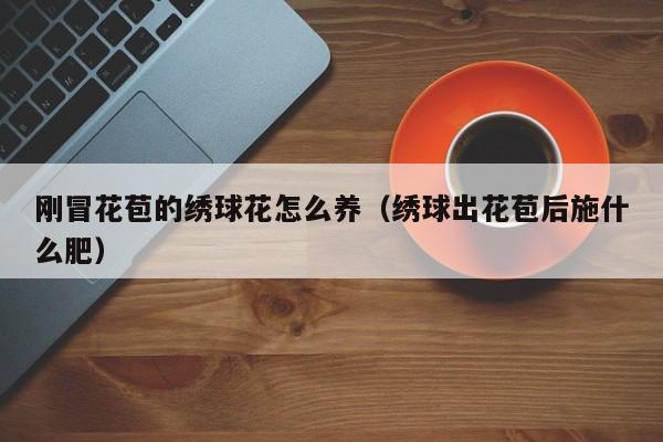 刚冒花苞的绣球花怎么养（绣球出花苞后施什么肥）