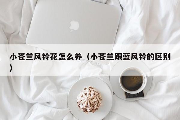 小苍兰风铃花怎么养（小苍兰跟蓝风铃的区别）
