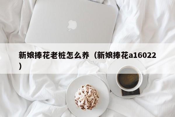 新娘捧花老桩怎么养（新娘捧花a16022）