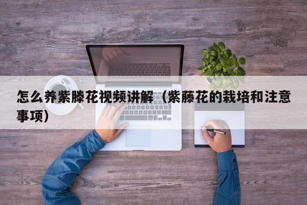怎么养紫滕花视频讲解（紫藤花的栽培和注意事项）