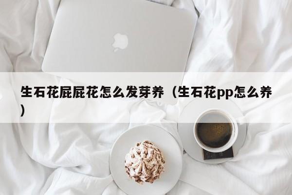 生石花屁屁花怎么发芽养（生石花pp怎么养）