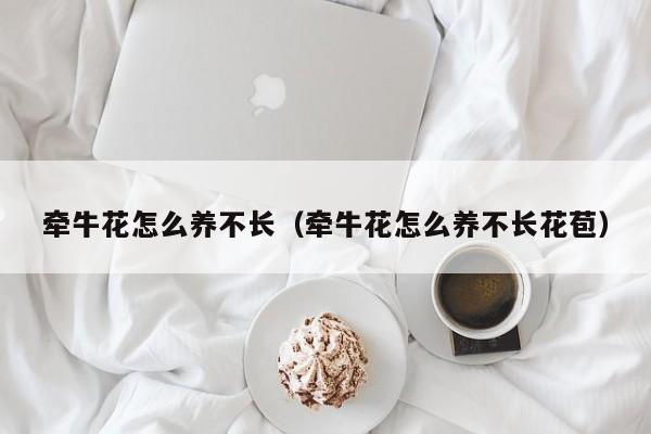 牵牛花怎么养不长（牵牛花怎么养不长花苞）