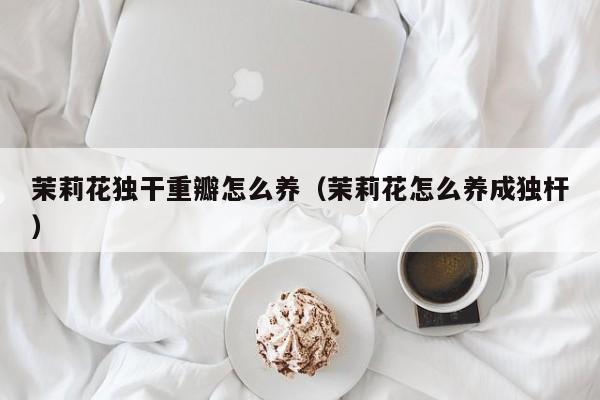 茉莉花独干重瓣怎么养（茉莉花怎么养成独杆）