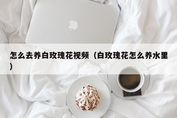 怎么去养白玫瑰花视频（白玫瑰花怎么养水里）