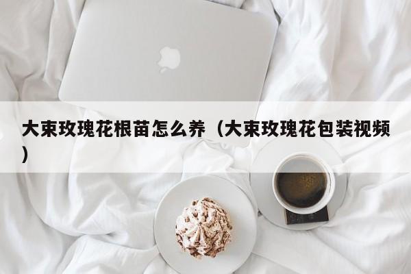大束玫瑰花根苗怎么养（大束玫瑰花包装视频）