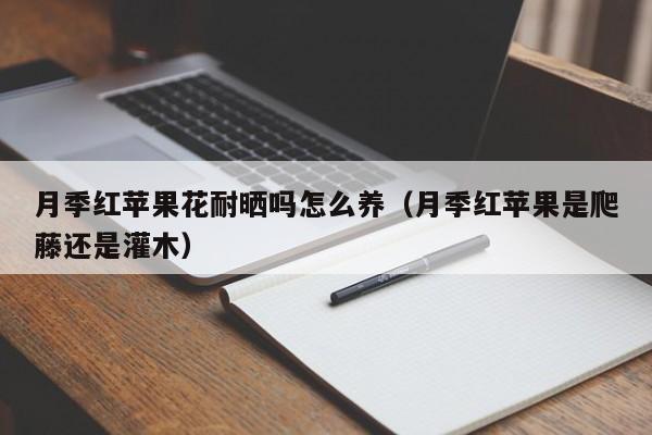 月季红苹果花耐晒吗怎么养（月季红苹果是爬藤还是灌木）