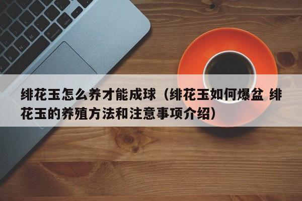 绯花玉怎么养才能成球（绯花玉如何爆盆 绯花玉的养殖方法和注意事项介绍）