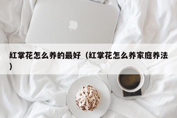红掌花怎么养的最好（红掌花怎么养家庭养法）