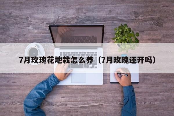 7月玫瑰花地栽怎么养（7月玫瑰还开吗）