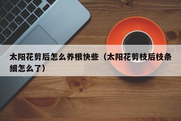 太阳花剪后怎么养根快些（太阳花剪枝后枝条细怎么了）