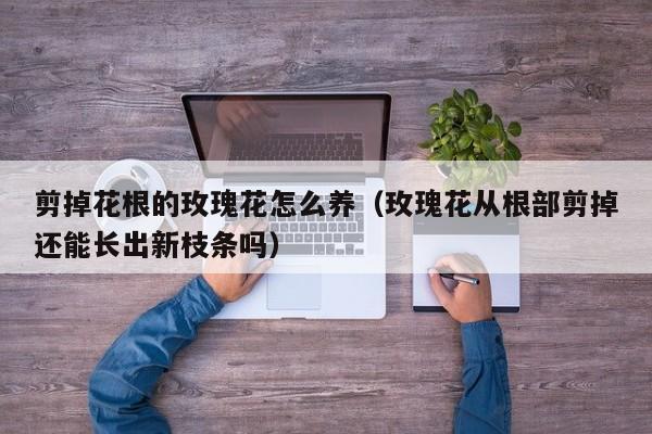 剪掉花根的玫瑰花怎么养（玫瑰花从根部剪掉还能长出新枝条吗）