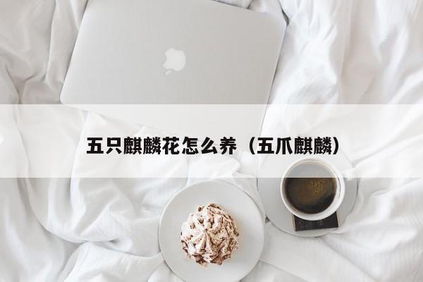 五只麒麟花怎么养（五爪麒麟）
