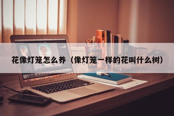 花像灯笼怎么养（像灯笼一样的花叫什么树）