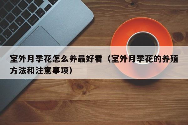 室外月季花怎么养最好看（室外月季花的养殖方法和注意事项）