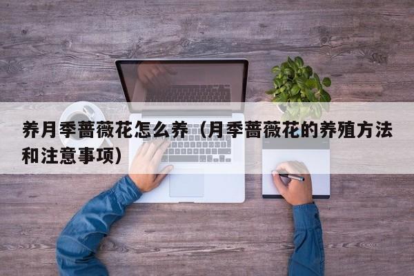 养月季蔷薇花怎么养（月季蔷薇花的养殖方法和注意事项）