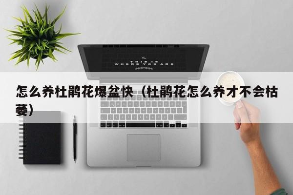 怎么养杜鹃花爆盆快（杜鹃花怎么养才不会枯萎）