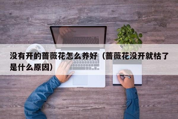 没有开的蔷薇花怎么养好（蔷薇花没开就枯了是什么原因）