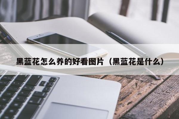 黑蓝花怎么养的好看图片（黑蓝花是什么）